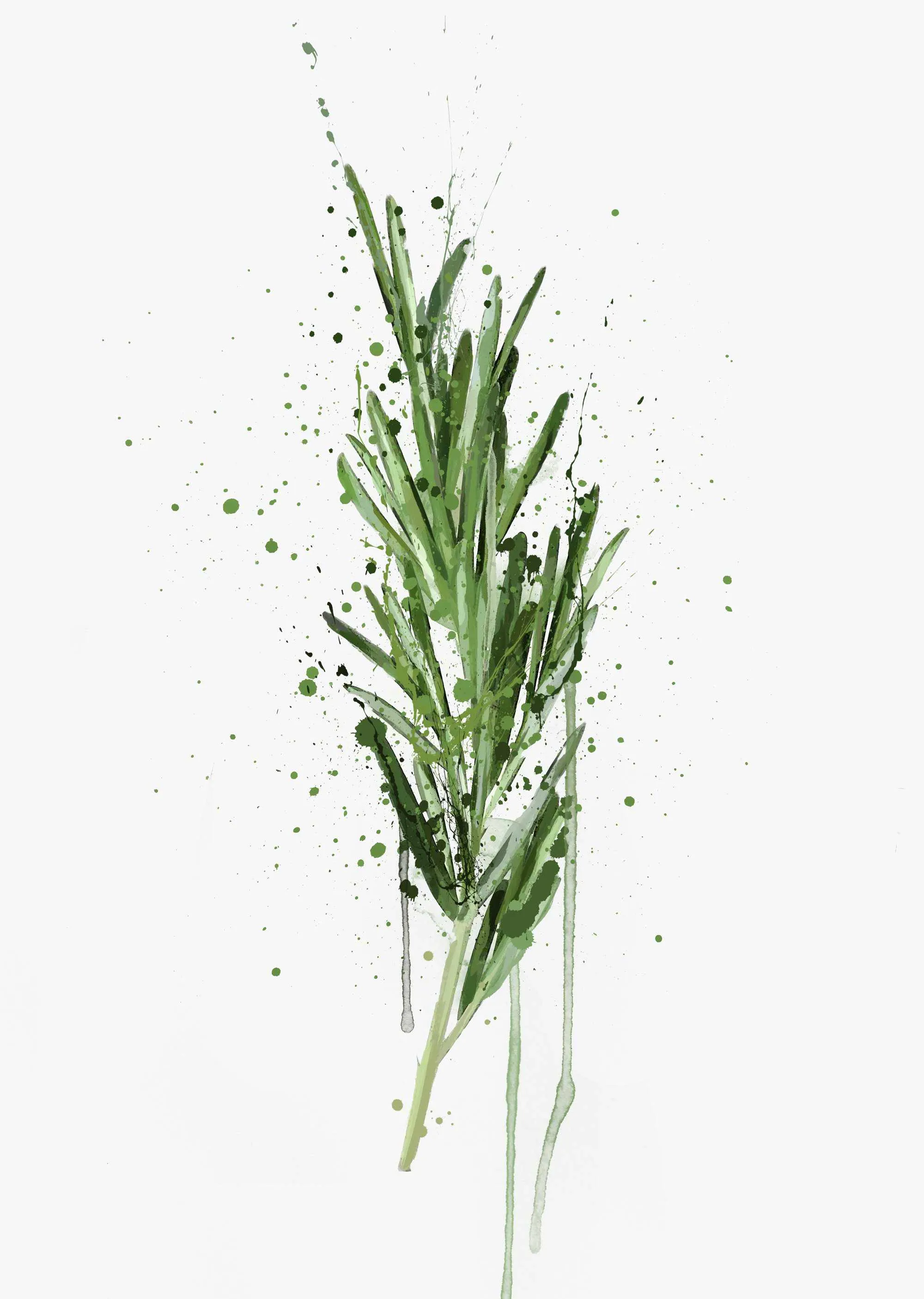 Herb Wall Art Print 'Rosemary'